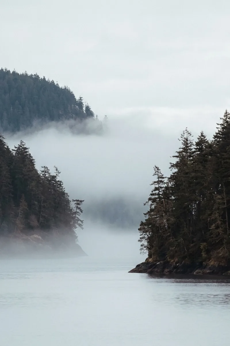 Fog filling an inlet, forested headlands fading into the distance