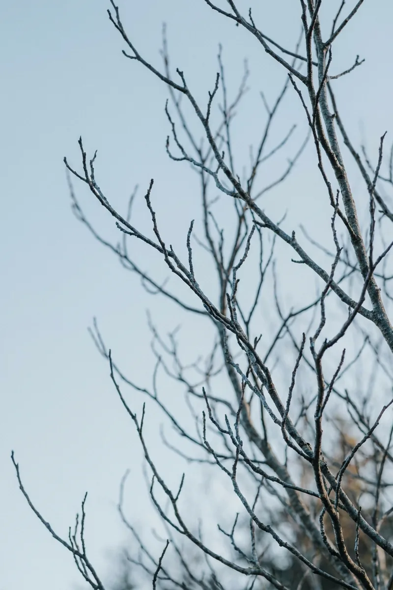 Bare branches against a pale overcast sky