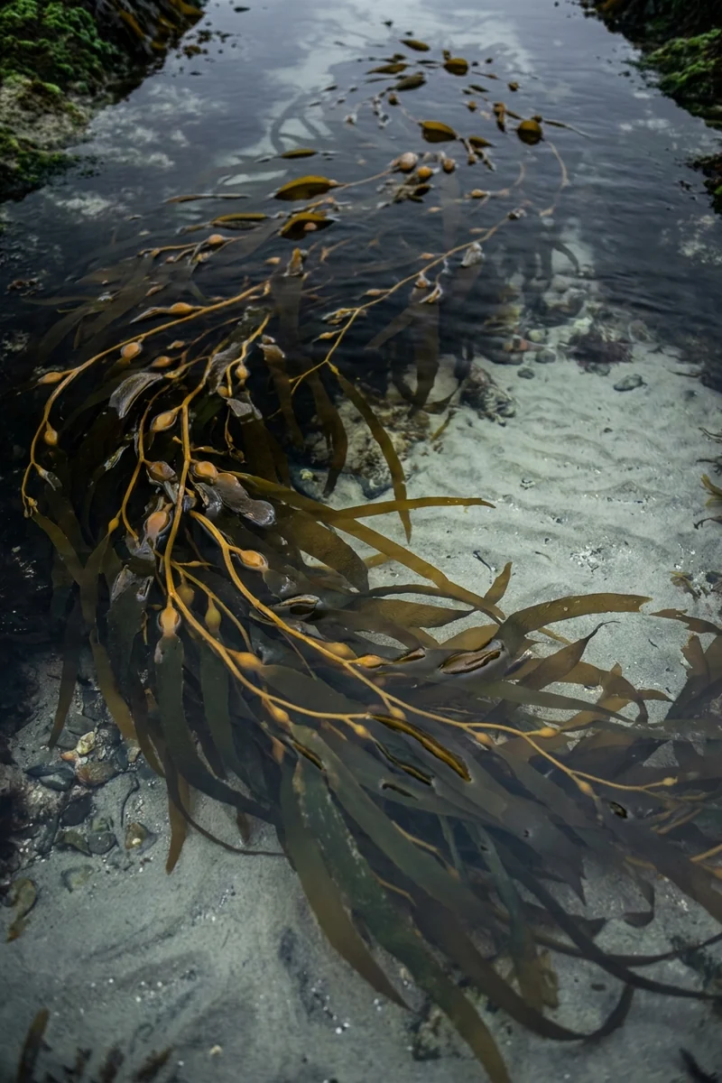 Long kelp fronds curving through a shallow tidal channel over pale sand