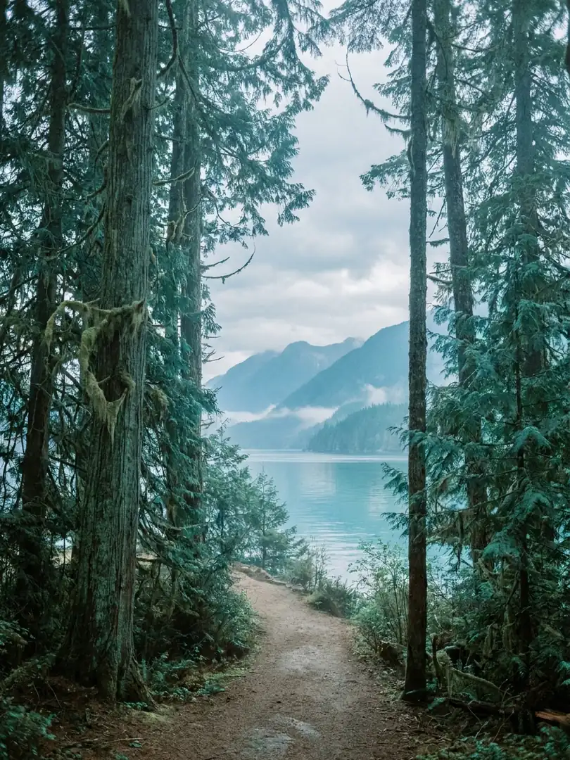 A quiet forest path on Vancouver Island under soft light.