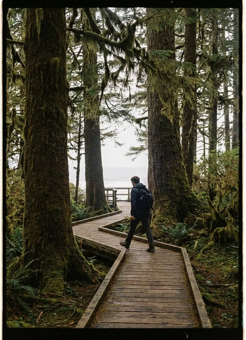 Person walking on a boardwalk through old-growth forest