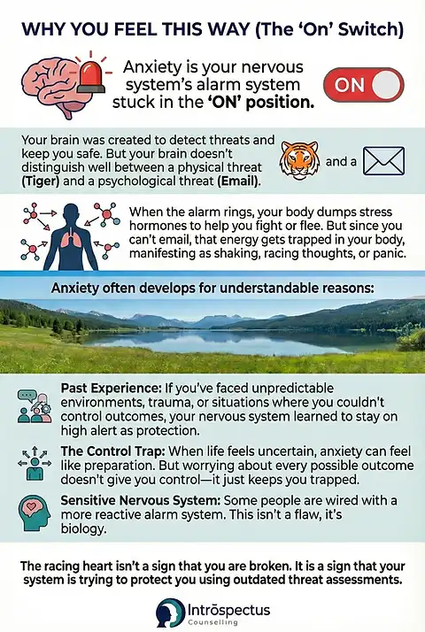 Why anxiety feels this way - the nervous system alarm stuck on infographic